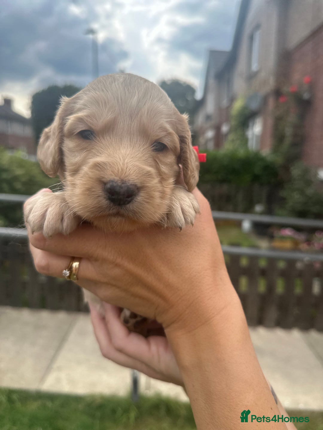 Cockapoo dogs for sale: Stunning f1b cockapoo puppies!!  - Image 26