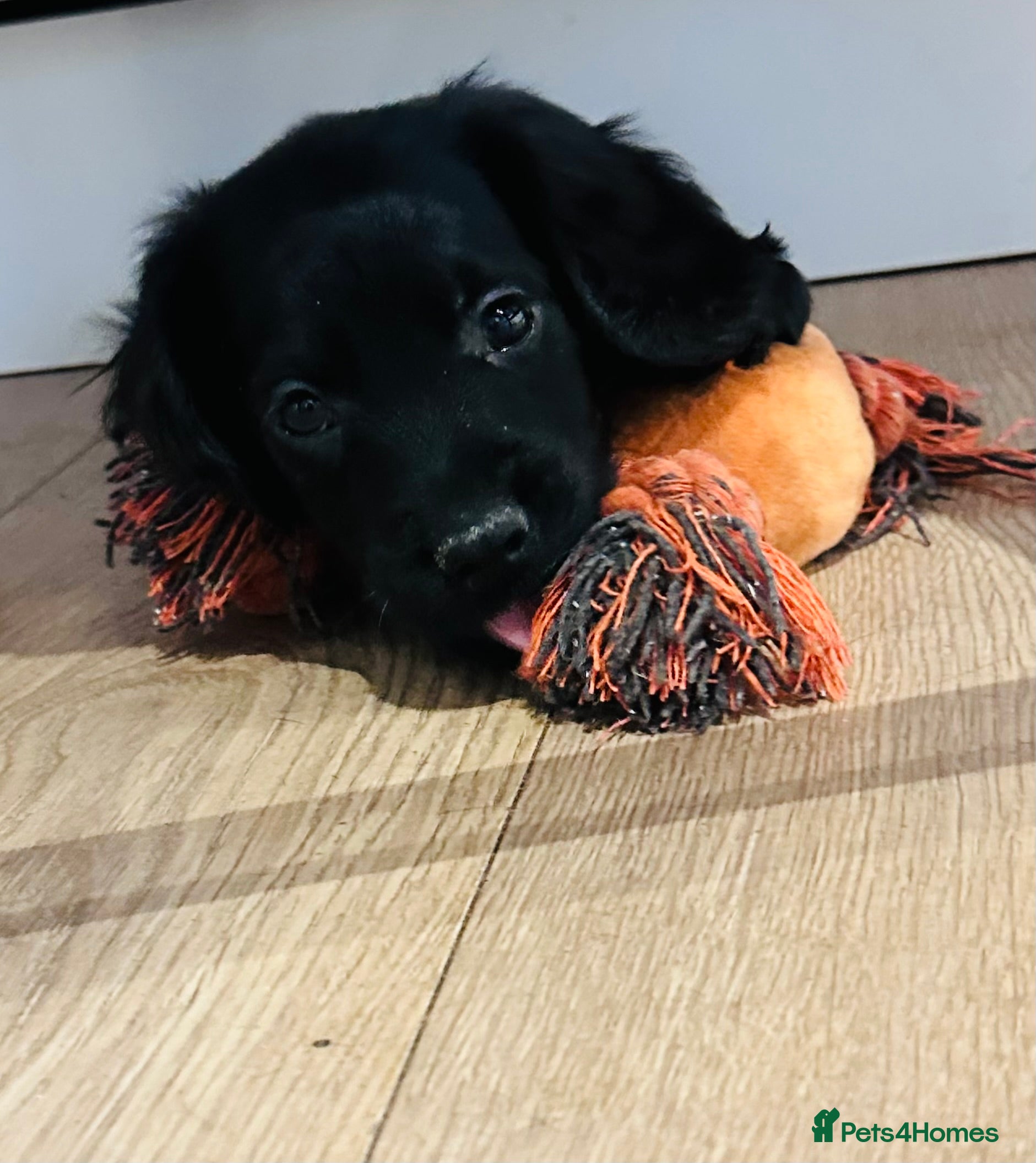 Sprocker dogs *Only 2 boys left* Sprocker puppies! - Advert 4