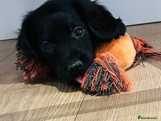 Sprocker dogs *Only 2 boys left* Sprocker puppies! - Advert 4