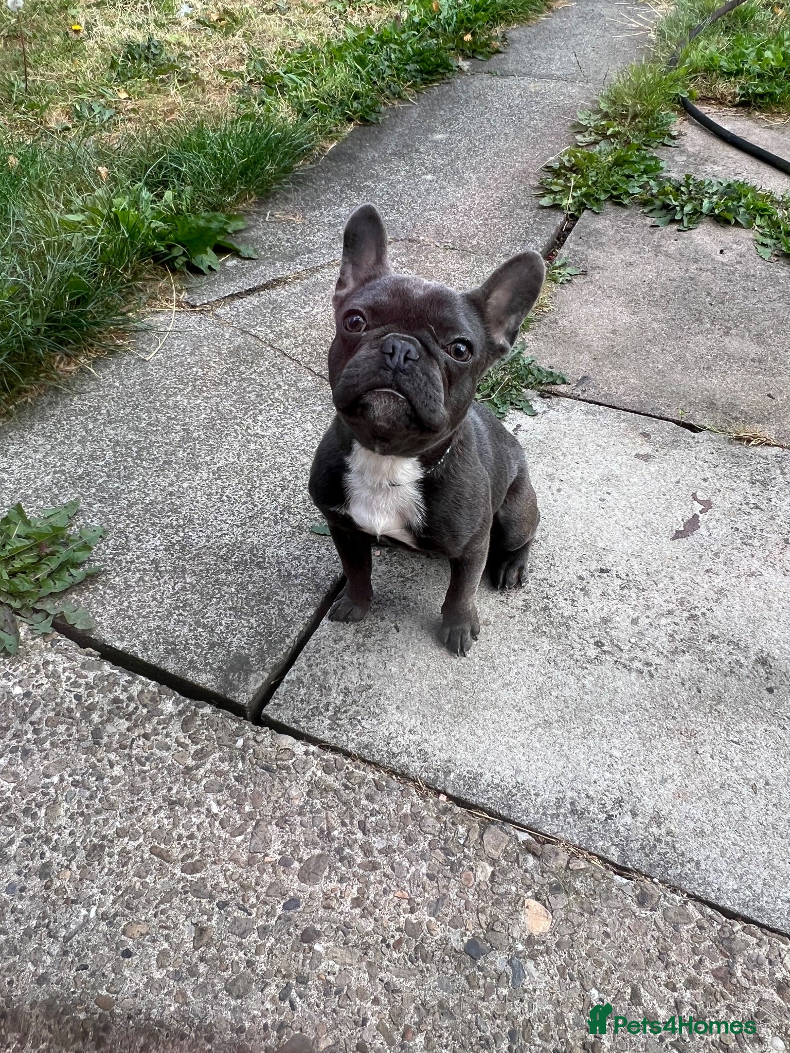 French Bulldog dogs French bulldog pup - Advert 1