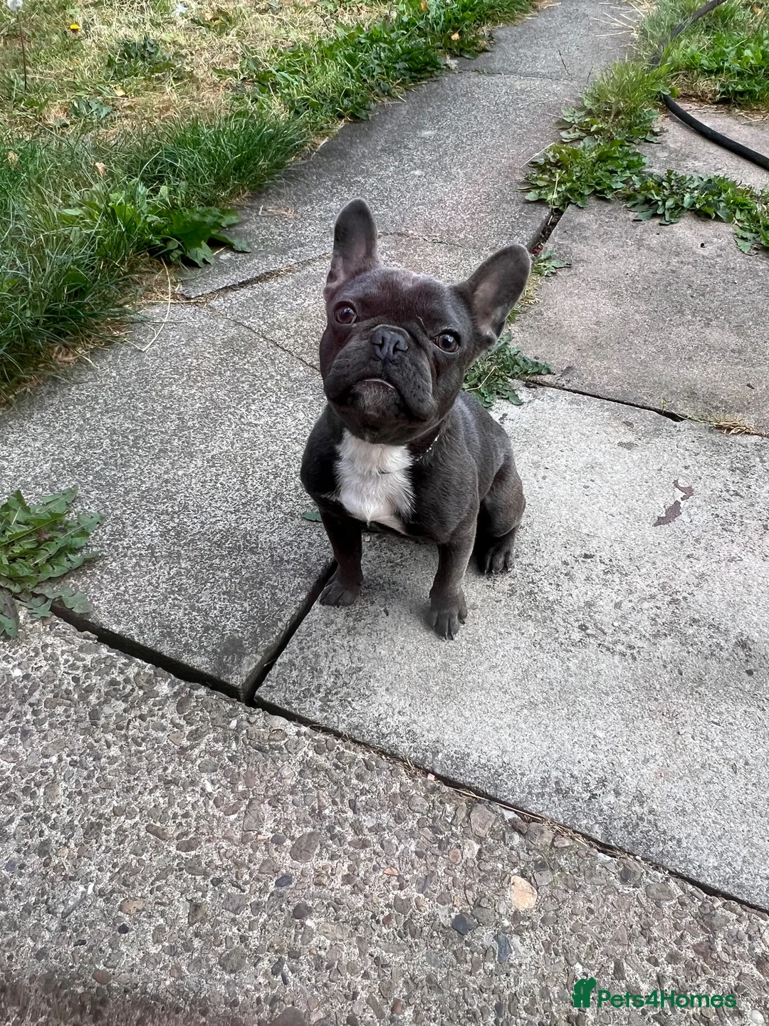French Bulldog dogs for sale: French bulldog pup in Newcastle upon Tyne - Advert 1
