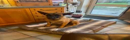 Belgian Shepherd Dog dogs for sale: Stunning Belgian Malinois puppies  - Advert 25