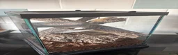 Gecko reptiles for sale: Crested Gecko 9 months old with mini viv - Advert 2