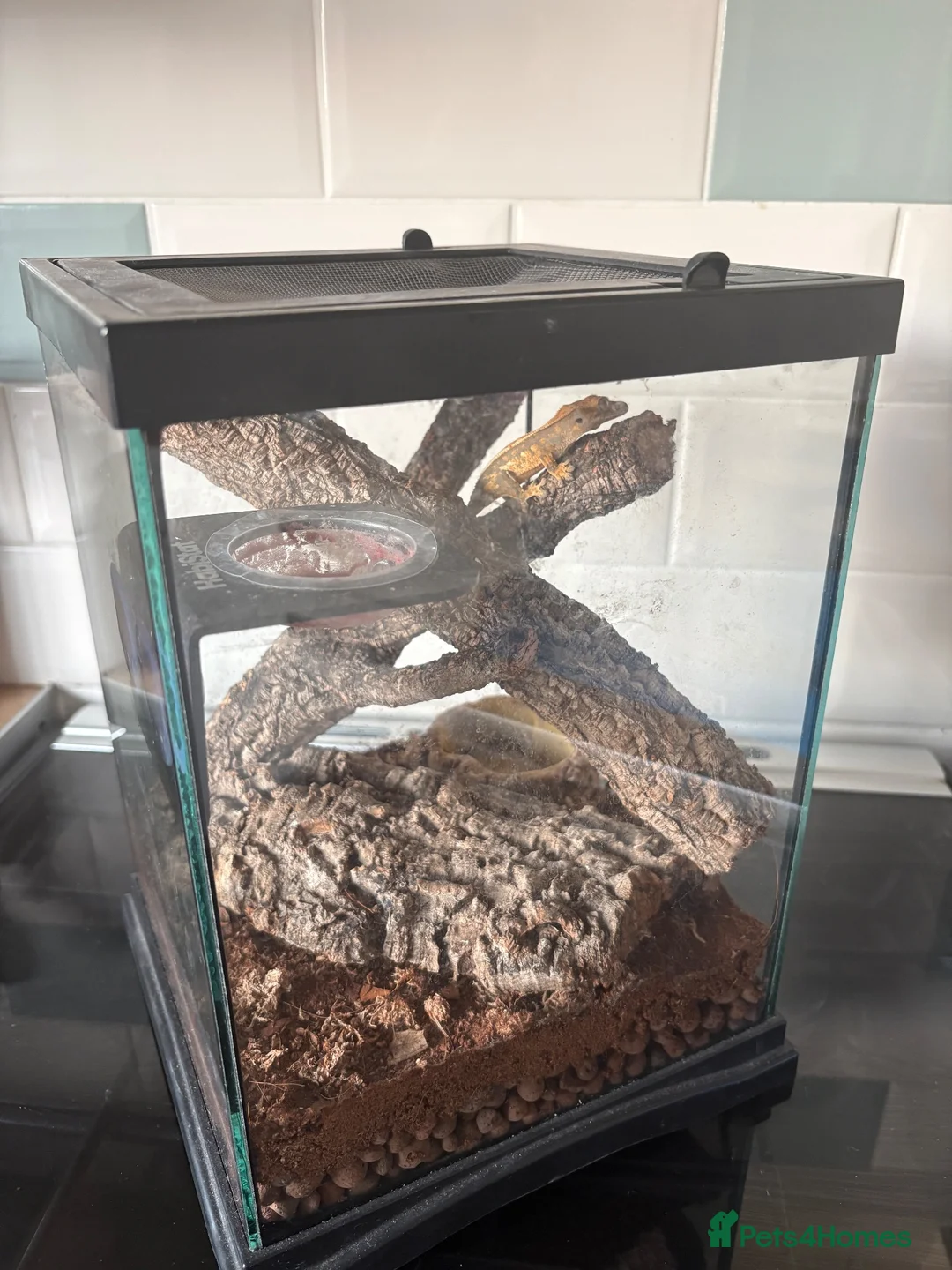 Gecko reptiles for sale: Crested Gecko 9 months old with mini viv - Advert 2