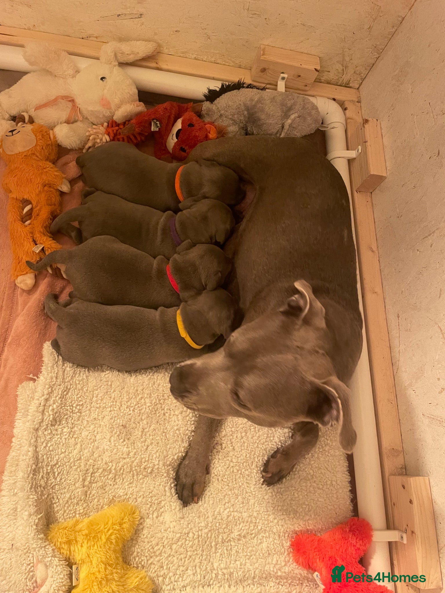 Staffordshire Bull Terrier dogs for sale: 2 Remain KC REG Blue Staff Bull Terrier Puppies - Advert 1