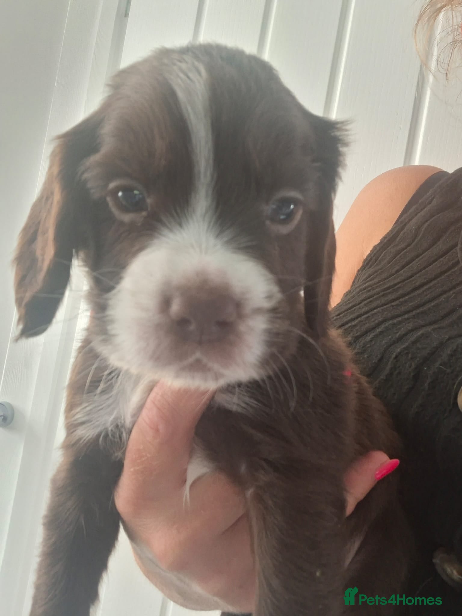 Sprocker dogs Sprocker pups - Advert 1
