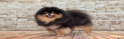 Pomeranian dogs for stud: Pomeranian Gentleman Available for Stud 🐾 - Advert 12