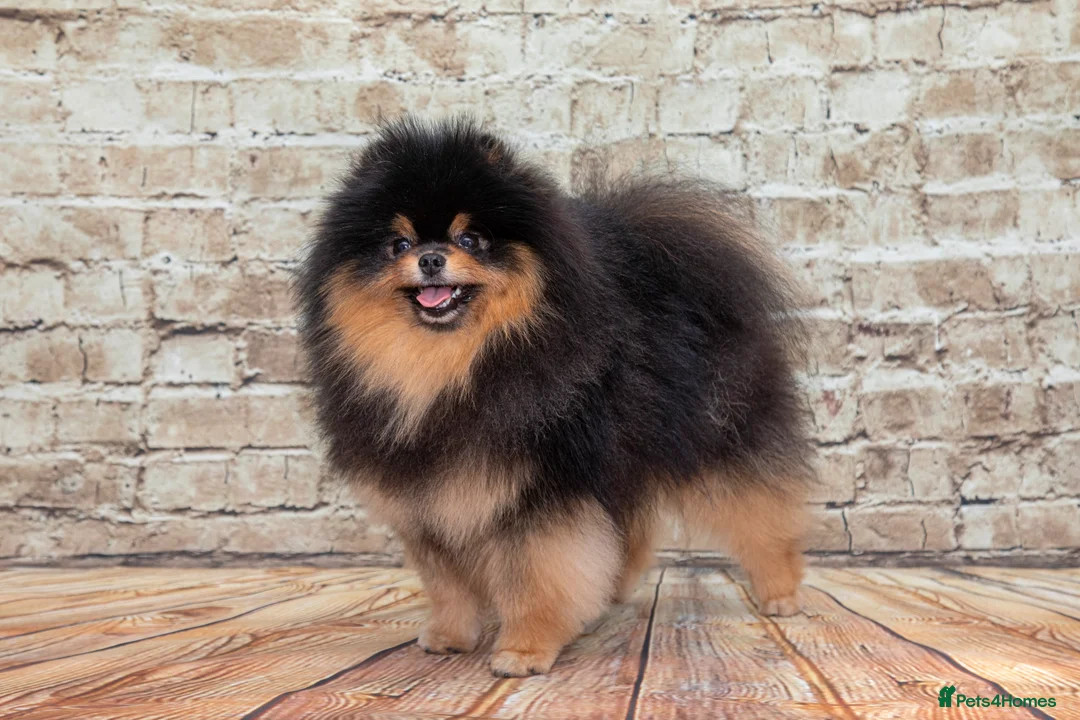 Pomeranian dogs for stud: Pomeranian Gentleman Available for Stud 🐾 - Advert 12