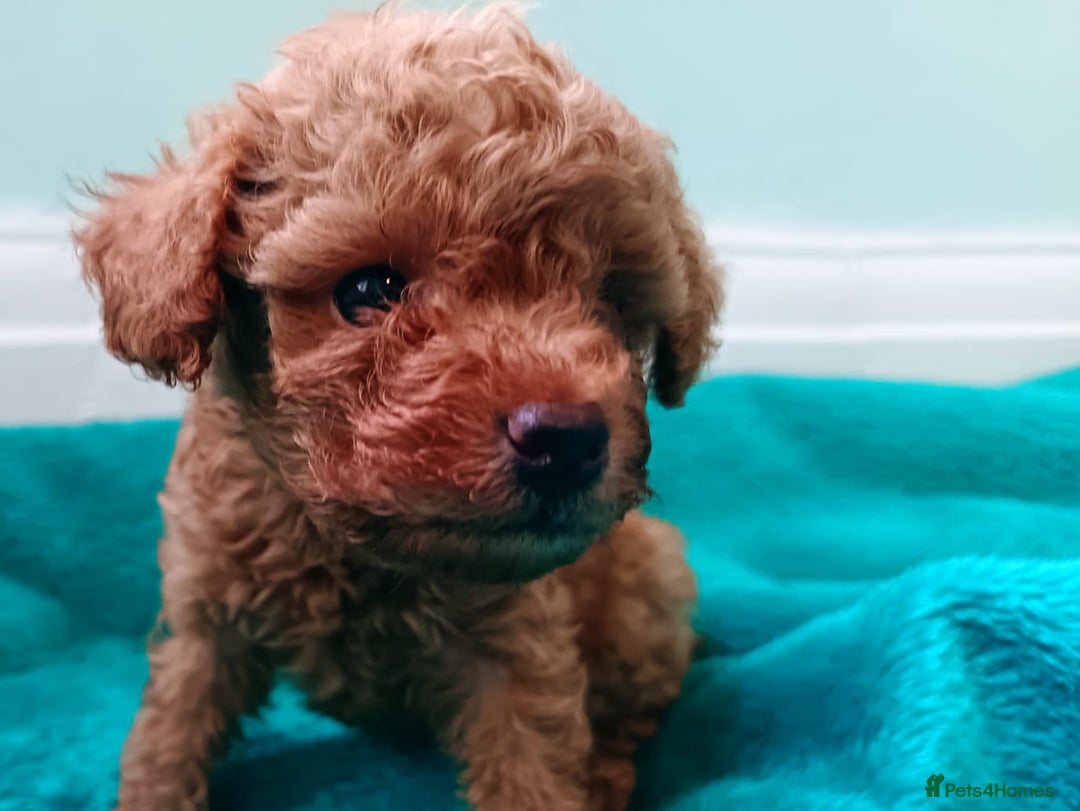 Toy Poodle dogs for sale: toy poodles from k.c.registered DNA tested parents - Image 10