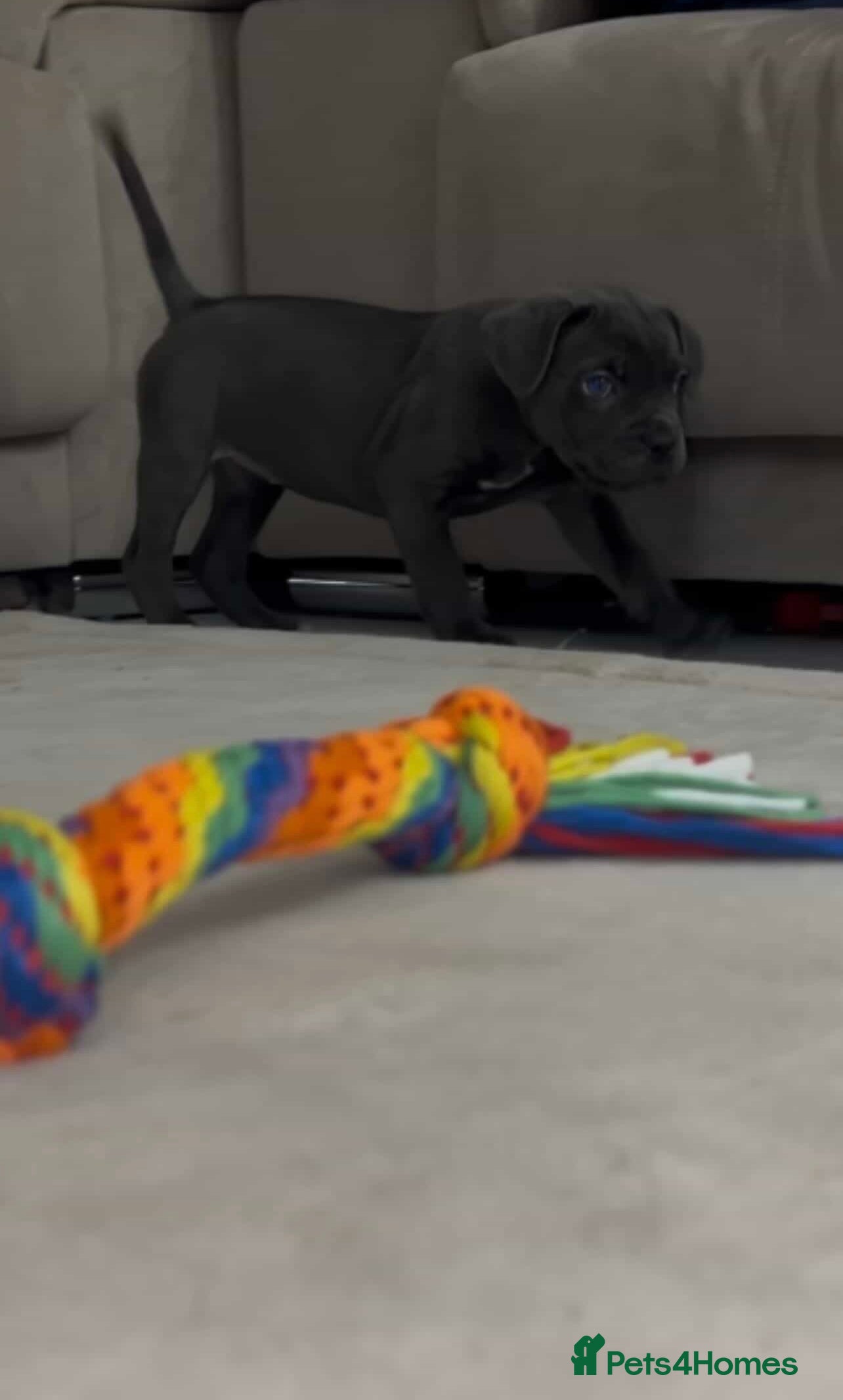 Cane Corso dogs LAST GIRL LEFT🥰🥰ICF/ICCF Champion 6th GENERATIOn - Advert 3