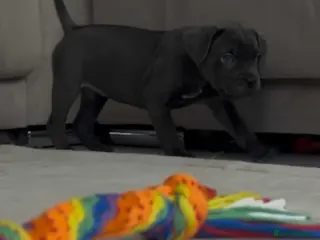 Cane Corso dogs LAST GIRL LEFT🥰🥰ICF/ICCF Champion 6th GENERATIOn - Advert 3