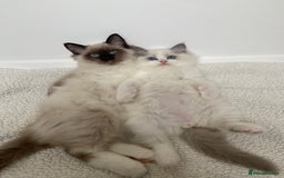 Ragdoll cats for sale: Ragdolls  - Image 4
