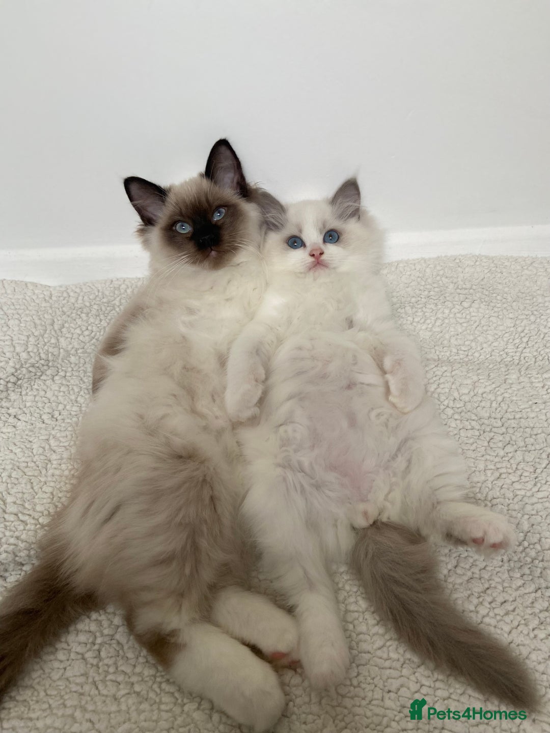 Ragdoll cats for sale: Ragdolls  - Image 4