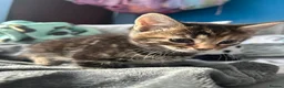 Mixed Breed cats for sale: Beautiful kittens for sale. read description.  - Advert 11