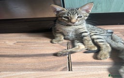 Mixed Breed cats for sale: Crossed BENGALS  - Image 25