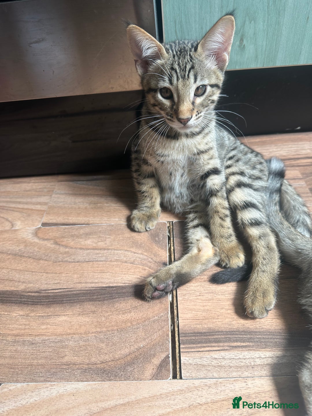 Mixed Breed cats for sale: Crossed BENGALS  - Image 25