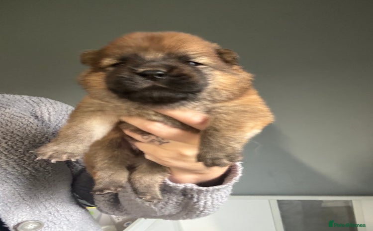 Chow Chow dogs - Advert 6