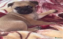 Mixed Breed dogs for sale: a Paperanian cross Pug  - Image 4
