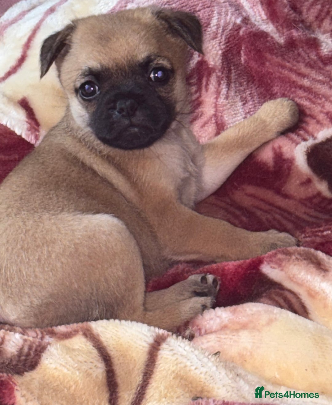 Mixed Breed dogs for sale: a Paperanian cross Pug  - Image 4