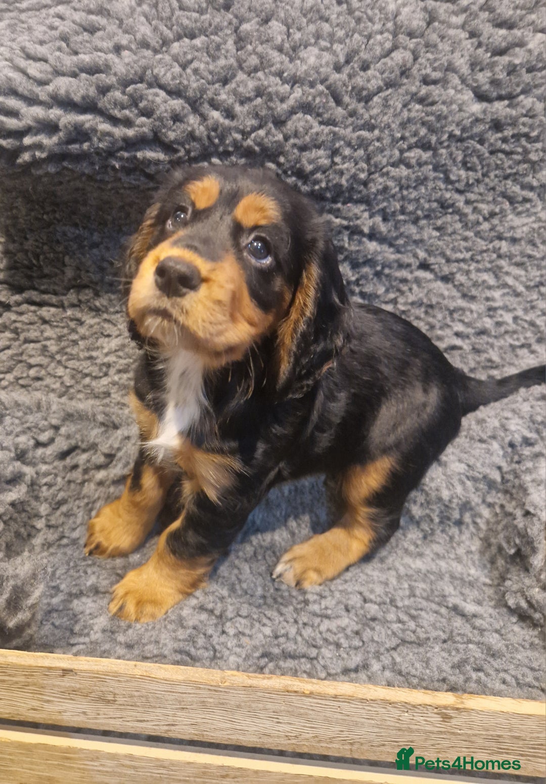 Cocker Spaniel dogs for sale: Last boy left !! working cocker spaniels - Advert 17
