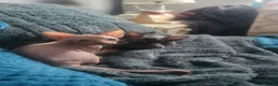 Sphynx cats for sale:  3 Sphynx/bambino kittens - Advert 5