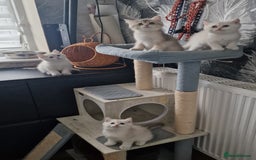 British Shorthair cats for sale: British shorthair kittens  - Image 11