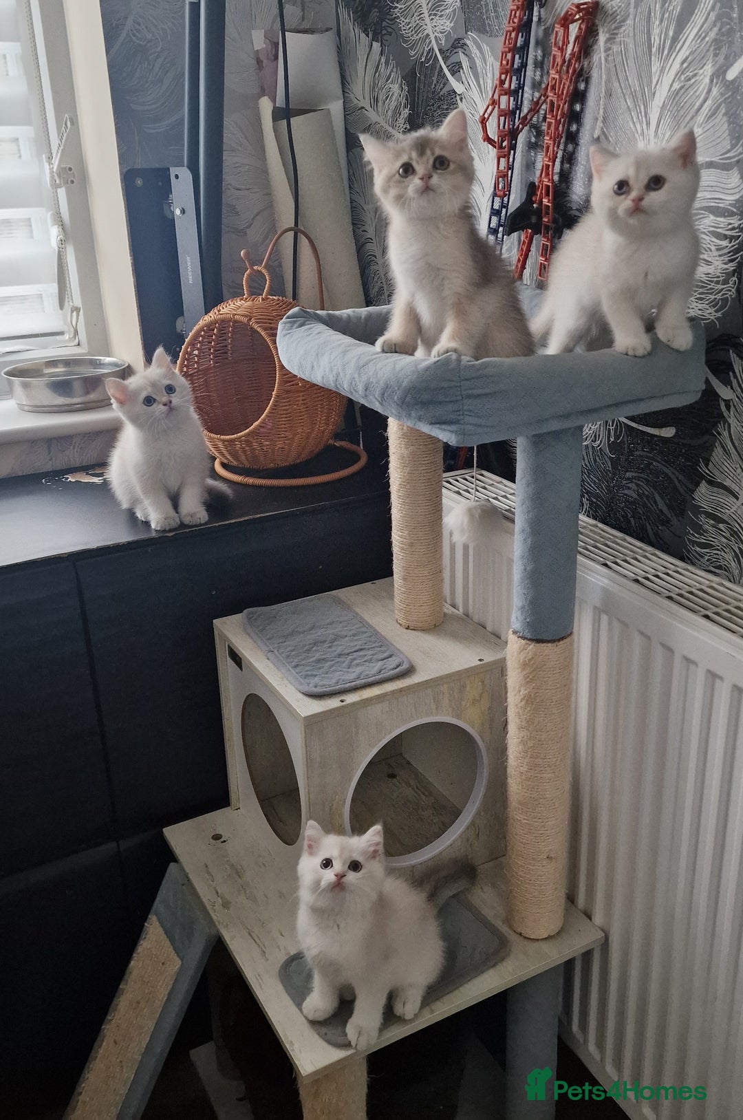 British Shorthair cats for sale: British shorthair kittens  - Image 11