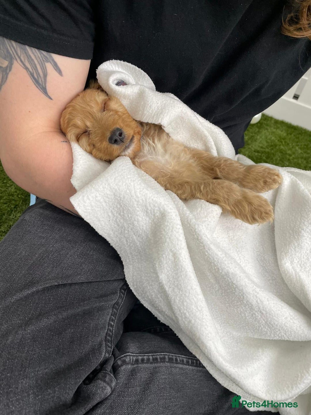 Cockapoo dogs for sale: 🐾STUNNING F1 COCKERPOOS HEALTH TESTED PARENTS 🐾 - Image 18