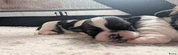 Shih Tzu dogs for sale: Shih Tzu puppys in Woodbridge - Advert 17