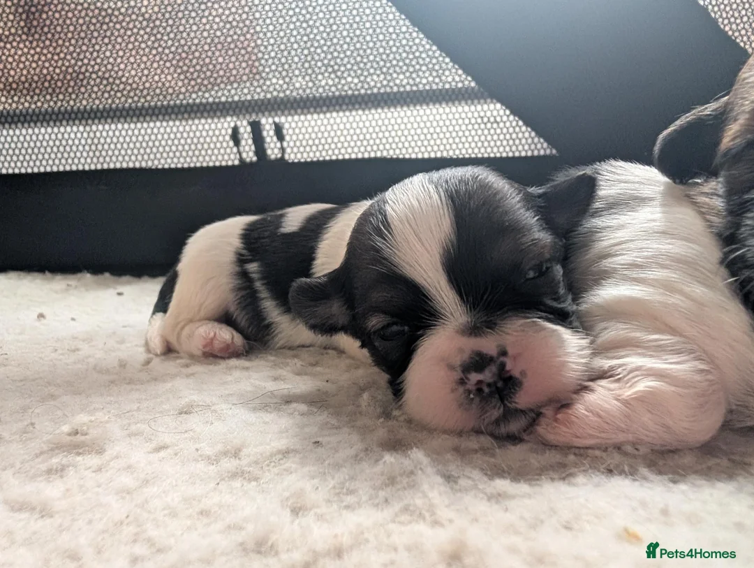 Shih Tzu dogs for sale: Shih Tzu puppys in Woodbridge - Advert 17