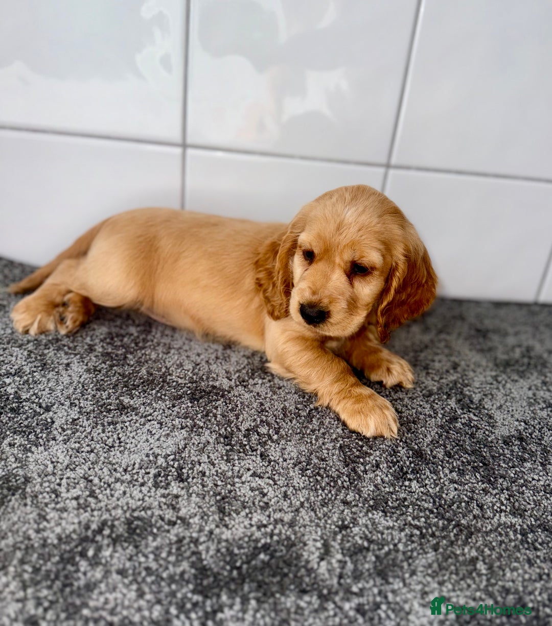 Cocker Spaniel dogs for sale: 6 stunning show type cocker spaniels  - Image 29