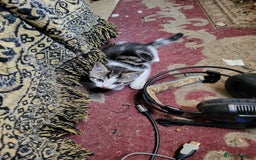 British Shorthair cats for sale: Lovely lively kittens! - Image 2