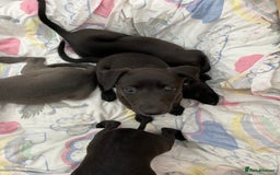 Whippet dogs for sale: 🐾 KC Registered Black Whippet Puppies 🐾 - Image 21