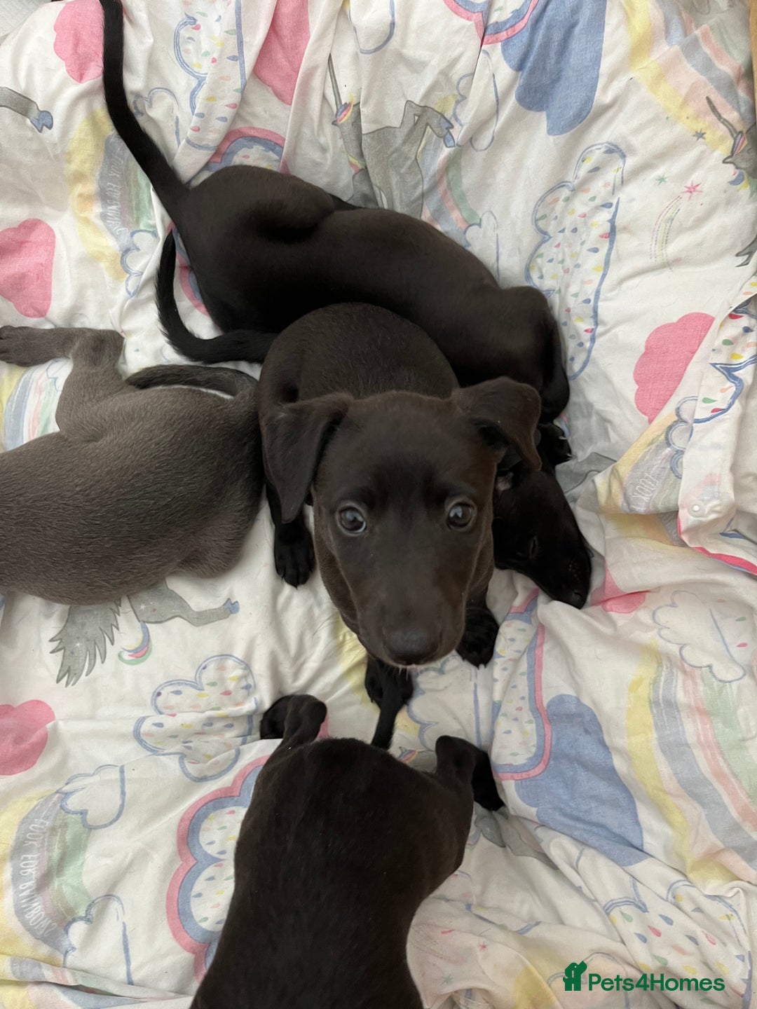 Whippet dogs for sale: 🐾 KC Registered Black Whippet Puppies 🐾 - Image 21