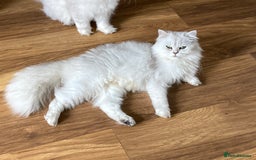 Persian cats for sale: Pedigree Persian silver chinchilla female - Image 7
