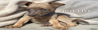 Whippet 5