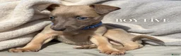 Whippet dogs for sale: Whippet puppies  - Advert 7