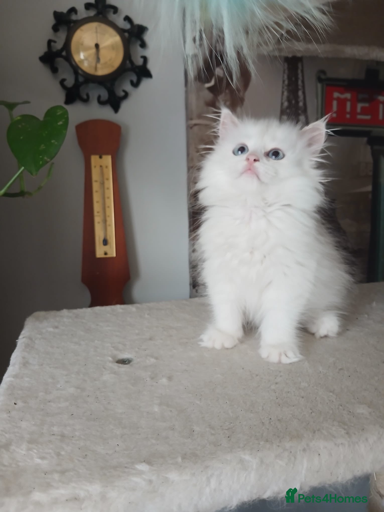 Siberian cats Purebred Siberian male kittens. - Advert 2