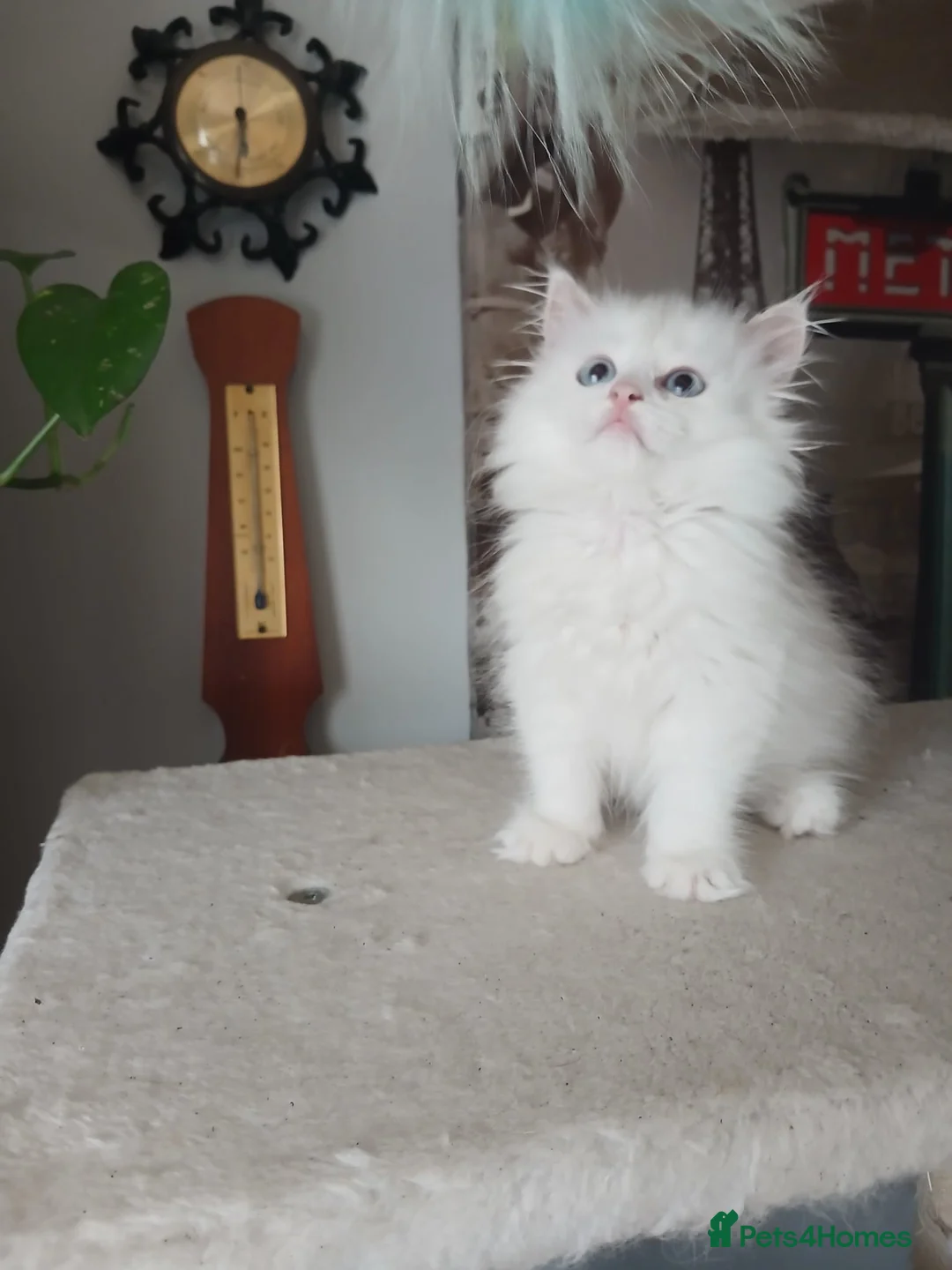 Siberian cats for sale: Purebred Siberian male kittens. - Advert 2