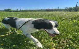 Mixed Breed dogs for adoption: Hope - Norwich Norfolk  - Image 5