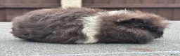 Guinea Pig rodents for sale: Swiss boars and Funky Boars  - Advert 9