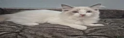 Ragdoll cats for sale: Two cuddly GCCF Ragdoll boys available 🩵 - Advert 19