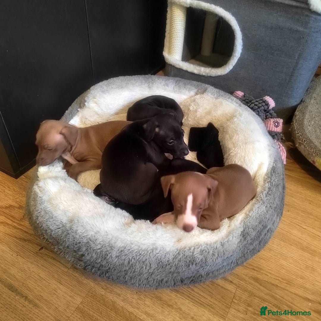 Italian Greyhound dogs for sale: Full bred Italian greyhound pups - Advert 4