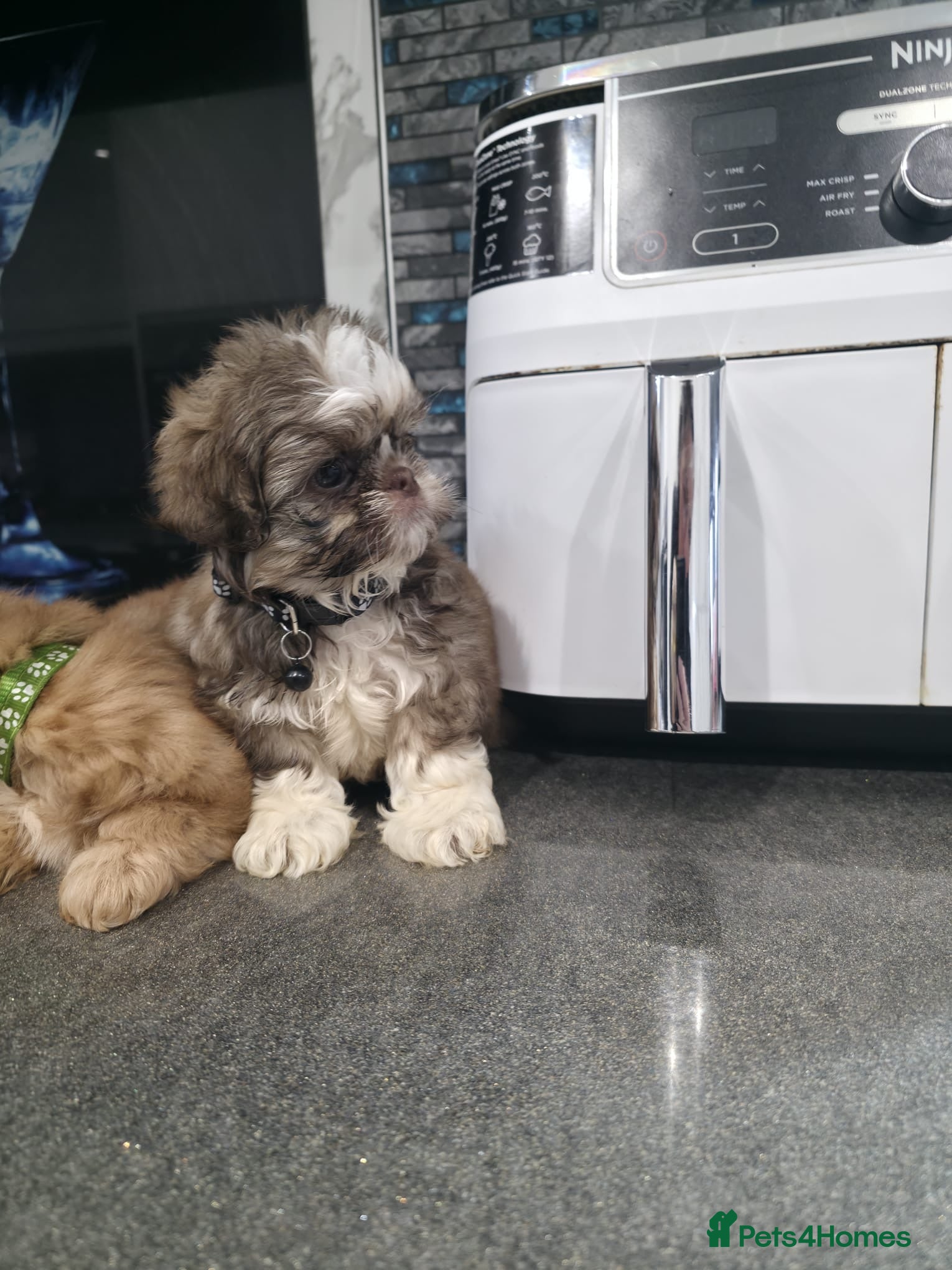 Shih Tzu dogs IMRERIAL SHIHTZU PUPPY LAST MALE - Advert 5