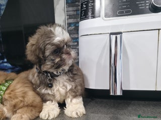 Shih Tzu dogs IMRERIAL SHIHTZU PUPPY LAST MALE - Advert 5