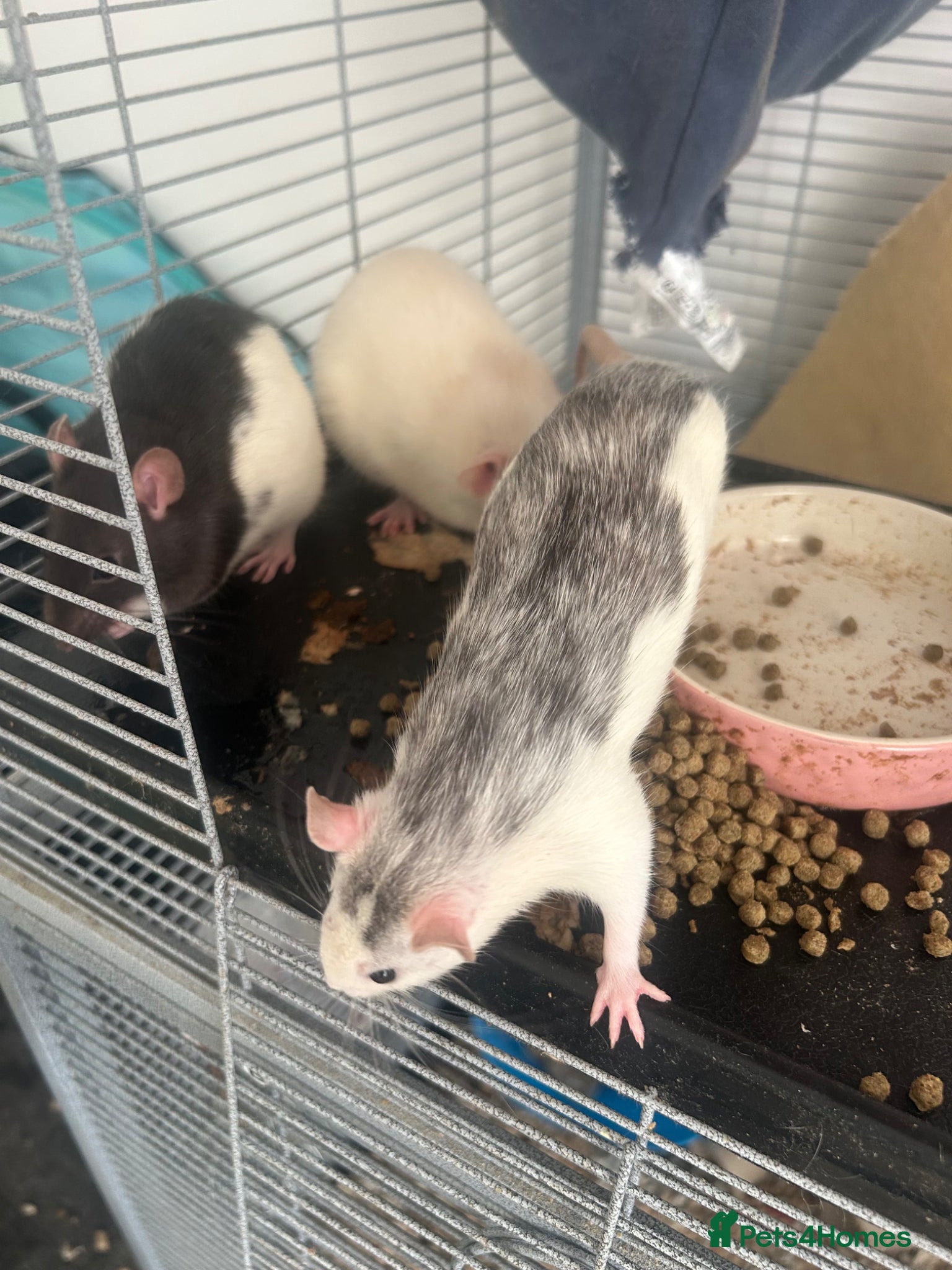 Rat rodents 4 female rats - Advert 11