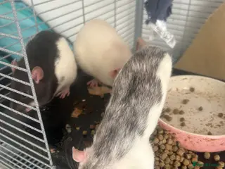 Rat rodents 4 female rats - Advert 4