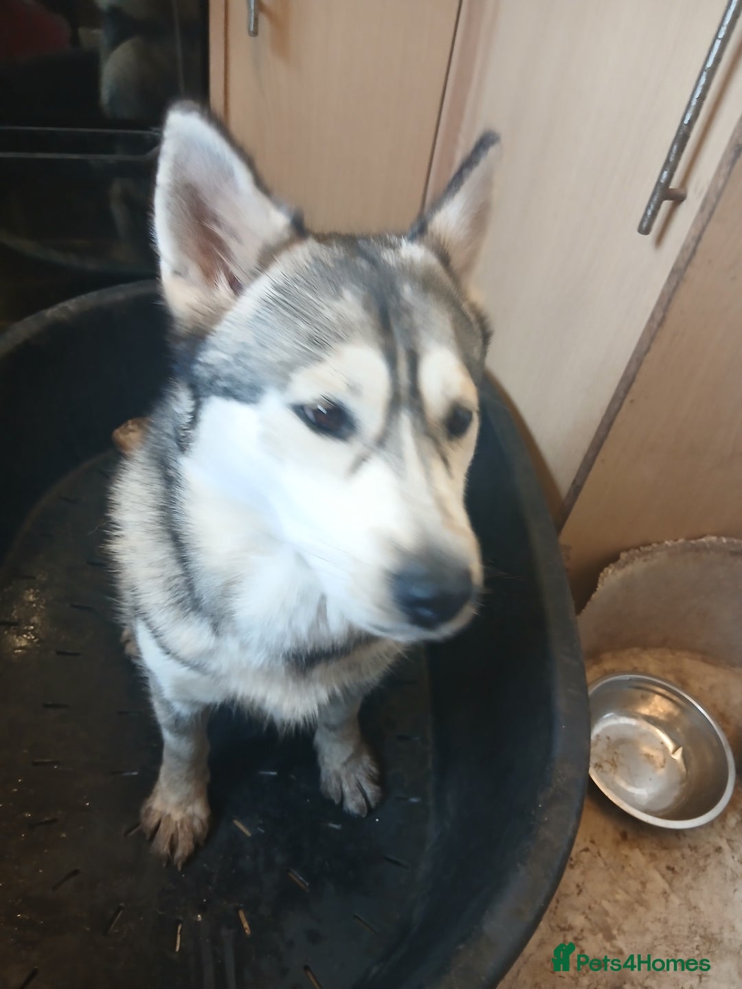 Siberian Husky dogs for sale: Siberian husky female  - Image 4