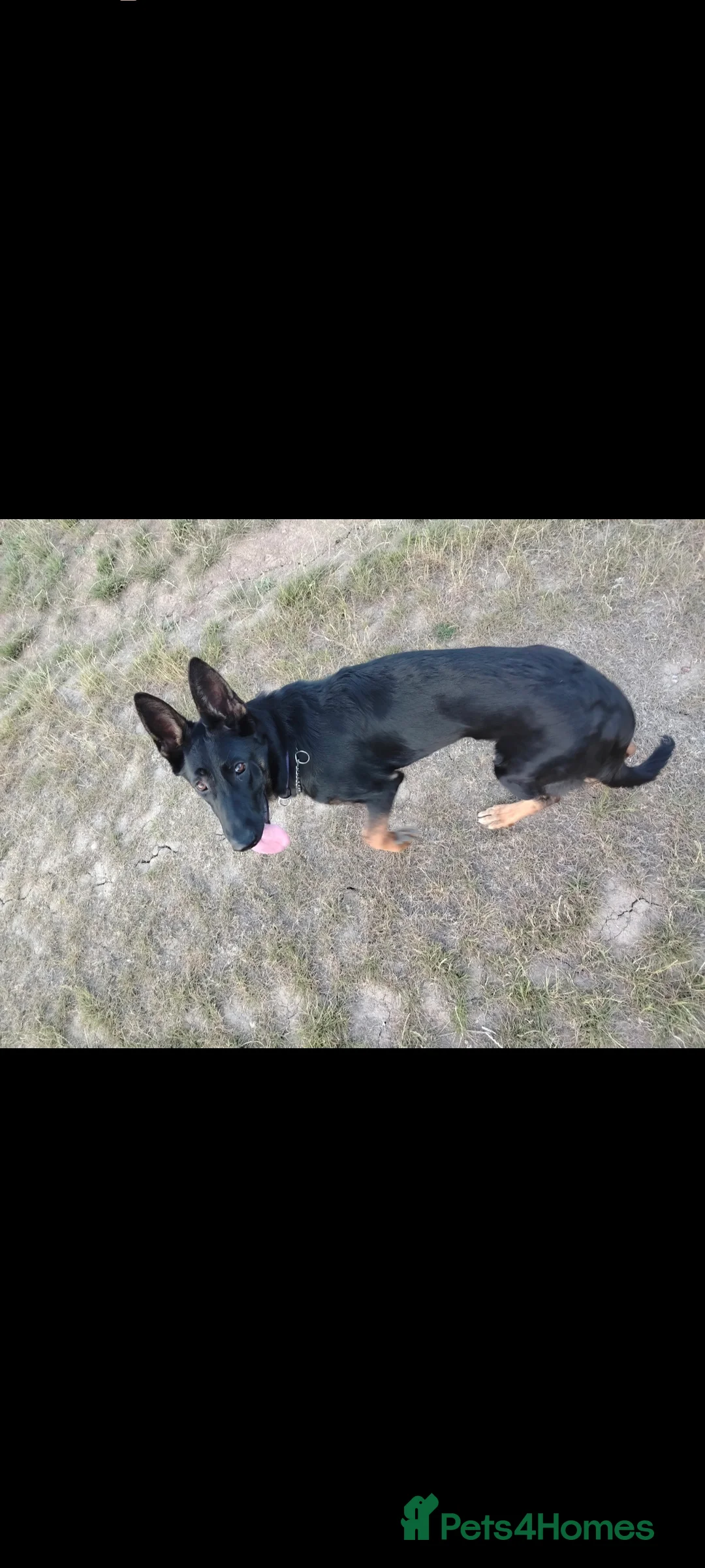 Golden Shepherd dogs for sale: Black and Tan Female German Shepherd 1 year old - Advert 2
