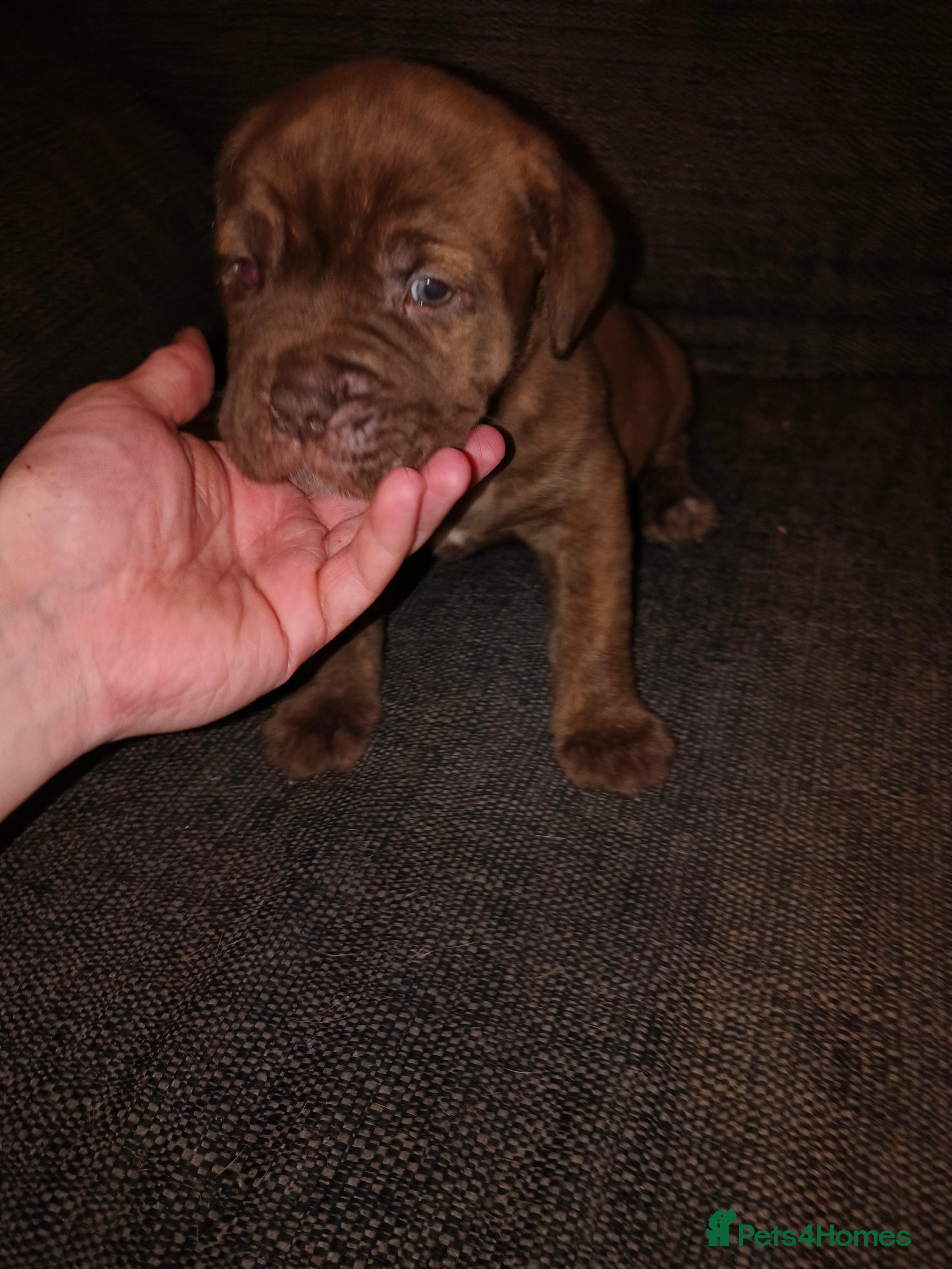 Mixed Breed dogs Dogue de bordeaux cross old time english bulldog - Advert 17